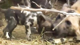 So Foolish- Tragedy For Stray Dogs To Foolishly Do This In Lion Territory - Lion Vs Buffalo