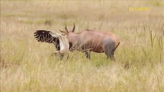 So Pitiful- The Secretary Bird Kicked The King Cobra Hard On The Head Mercilessly To Save The Baby
