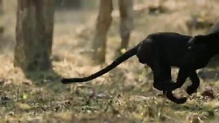 The First Shock Of His Life When Leopard Was Brutally Attacked By Africas Most Ferocious Prey