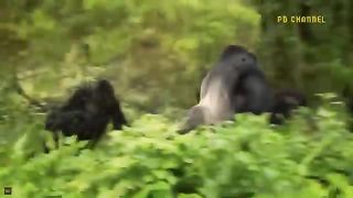 The Lion Fell Into Tragedy - The Lion Was Overcome By The Terrifying Power Of The Gorilla