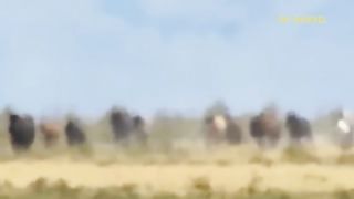 The Moment The Brave Wild Horse Confronts The Fierce Hunt Of Lion and The Unexpected Ending Occurs