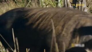 Unbelievable- Brave Warthogs Parents Were Determined To Bite Lion To Death To Get Their Baby Back