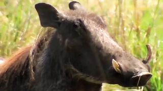 Warthog Dominates The Forest When He Bravely Kills Leopard To Protect His Cubs - Lion Vs Warthog