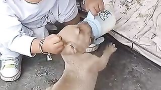 Bébé qui nourrit des chiots