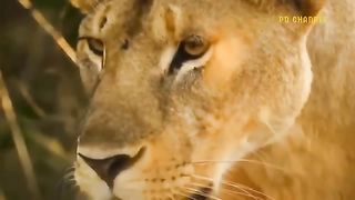 Warthog Rules The Jungle When He Bravely Kills Lions To Protect His Cubs - Ostrich Vs Cheetah