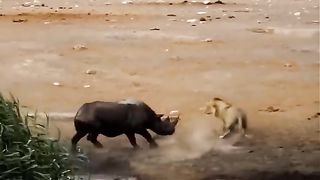 When The Rhino Gets Angry- Rhinoceros Go Crazy Because Lion Attack Ruined Love