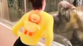 Gorilla Unique dance steps! Can you dance like them?