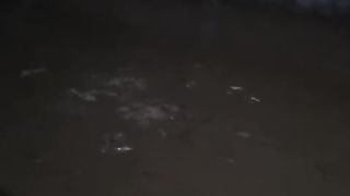Jam berapa kalian ngasih makan malam ikan lele❓