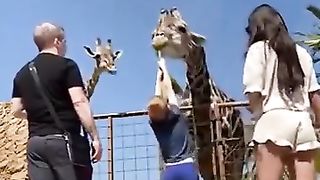 Giraffe kidnapper