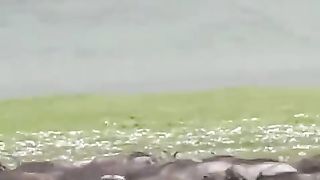 Paralyzed_Lion_????????