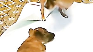 Two-legged dog