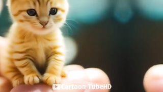 Chat-Mignon