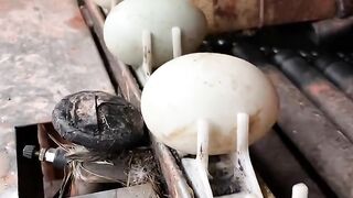 Eggs machine