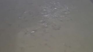 Walaupun air kolam COKELAT tapi ikan lele tetap sehat dan makan lahap