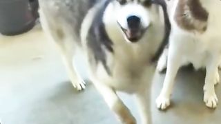 Funny dog