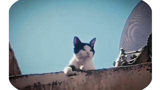 Cats are always Muslim