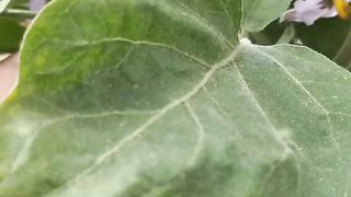 Brinjal plant super khad
