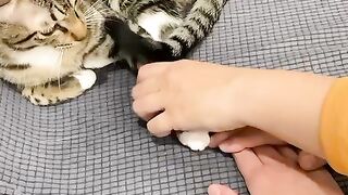 Funny cat
