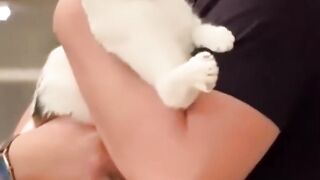 Stranger beats master, brave cat protected the master
