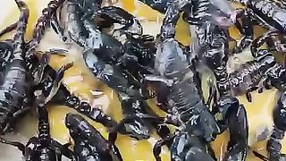 Cooking scorpion with egg