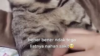 kucing di obati setelah digigit anjing