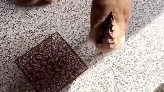 Kelakuan kucing oren
