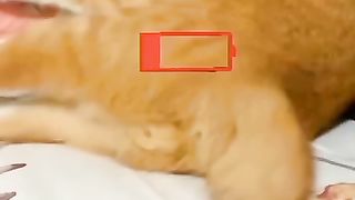 Funny cat video 212
