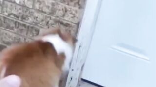 Funny Cats World Compilation #57
