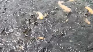 Ikan emas