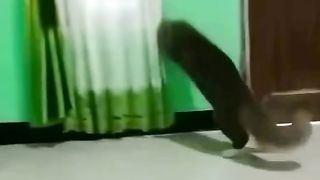 The cat sees the rush