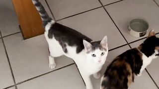 #chat #catlover #cats #chaton #chatmignon #cat #chatsauvage #chatfou #chats