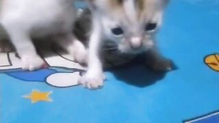 Mionggg