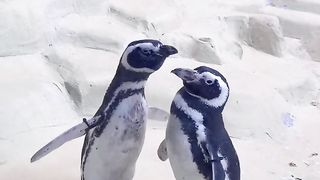 Amazing video