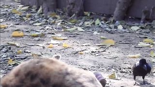 Amazing video
