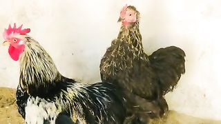 The targeted birds