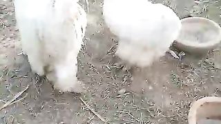 The white chicken bantam