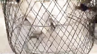 Birds birds should be kept in open spaces