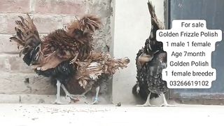 Golden frizzle
