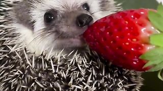 Did you know about hedgehogs?