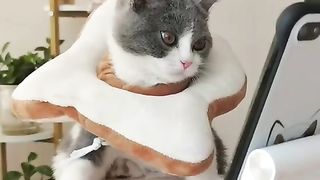 Cat Challenge