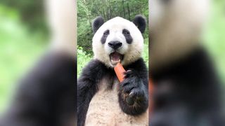This Video Makes You Hungry ????, Panda Eating Food @pandaeatingbamboo