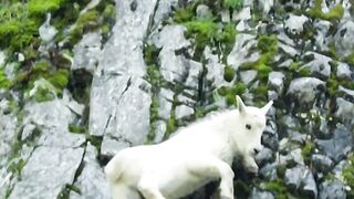 Strong Baby goat trying to climb the he mountain