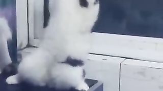 Cat dancing funny video