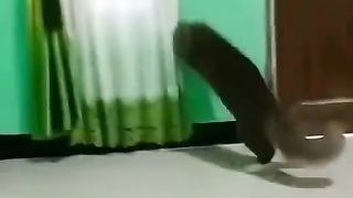 Cat's are also amazed