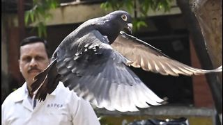 Pigeon 'arrested' on suspicion of being a Chinese spy was released from Indian prison after being proved innocent