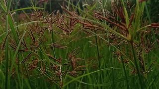 Pemandangan sore hari