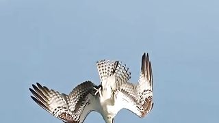 Eagle ????????