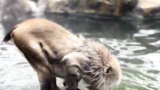 monkey soaking in winter