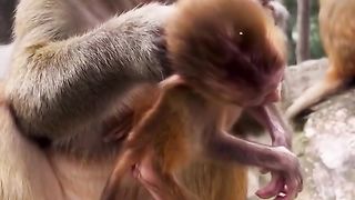 baby monkeys are skinny and malnourished