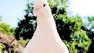 Nice video